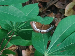 Adoliadini