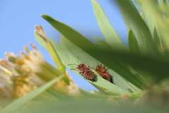 Spilostethus pandurus