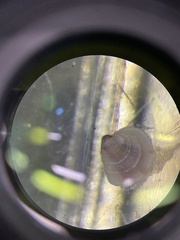 Chione elevata