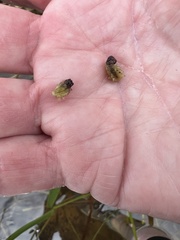 Eriocaulon aquaticum