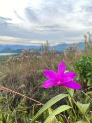 Sobralia macdougallii