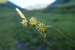 Carex flava