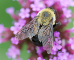 Bombus griseocollis