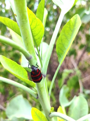 Huaina inca