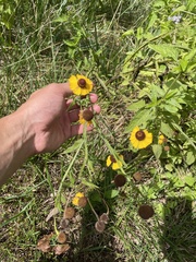 Helenium flexuosum