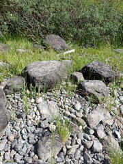 Deschampsia cespitosa