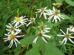 Eurybia furcata
