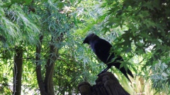 Corvus monedula