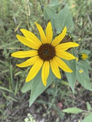 Helianthus petiolaris