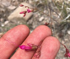 Mirabilis coccinea