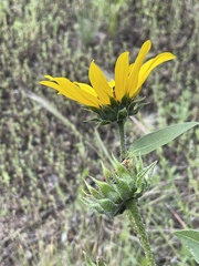 Helianthus petiolaris