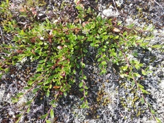 Arctostaphylos uva-ursi