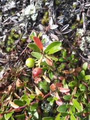 Arctostaphylos uva-ursi