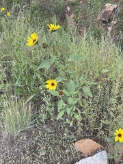 Helianthus petiolaris
