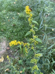 Solidago ulmifolia