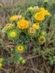 Grindelia ciliata