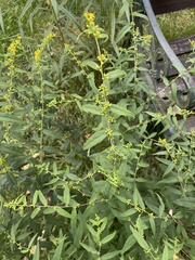 Solidago ulmifolia