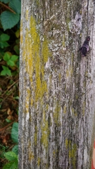 Candelariaceae