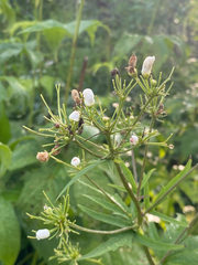 Napaea dioica
