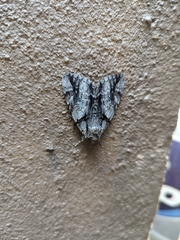 Catocala vidua