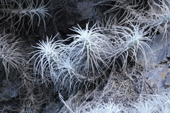Tillandsia tectorum