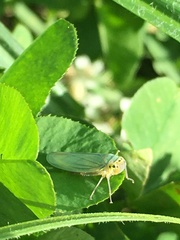 Cicadella