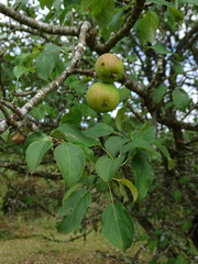 Malus sylvestris