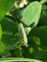 Cicadella