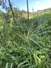 Digitaria sanguinalis