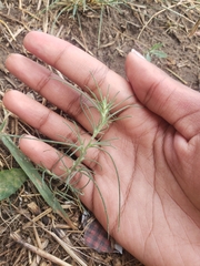 Salsola