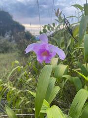 Sobralia decora