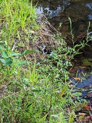 Libellula luctuosa