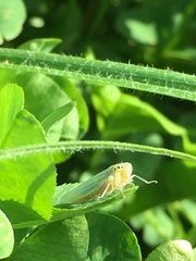 Cicadella