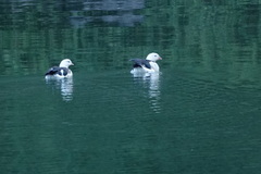 Oressochen melanopterus