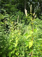 Agastache scrophulariifolia