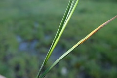 Carex flava
