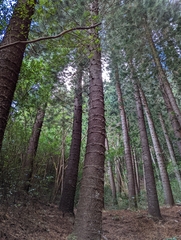 Araucaria columnaris