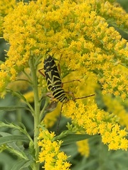 Megacyllene robiniae