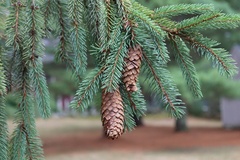 Picea abies