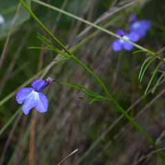 Lobelia setacea