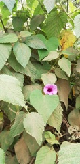 Ipomoea trifida