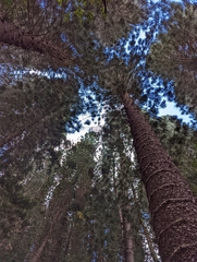 Araucaria columnaris