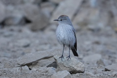 Muscisaxicola rufivertex