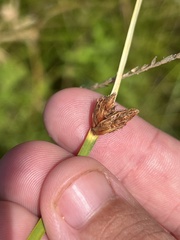 Schoenoplectus pungens