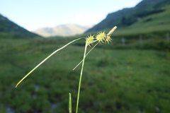 Carex flava