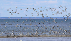 Haematopus ostralegus