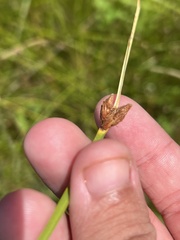 Schoenoplectus pungens