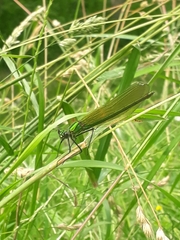 Calopteryx