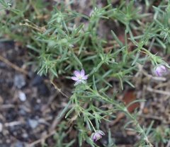Spergularia
