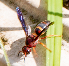 Euodynerus crypticus